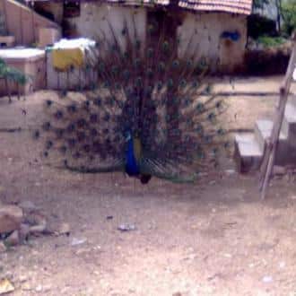 Home-stay In Udaipur, Udaipur 1